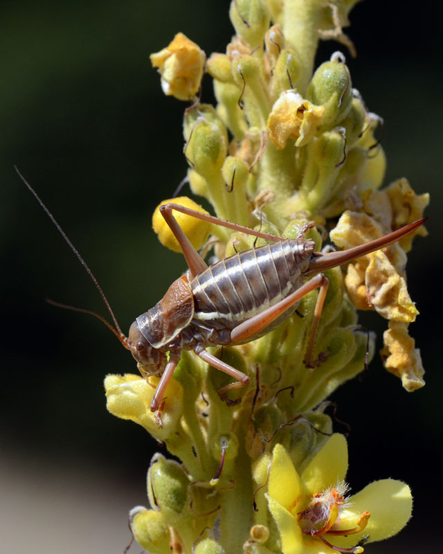 Bradyporidae da identificare